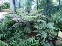 Cyathea dealbata (Silver Fern)
