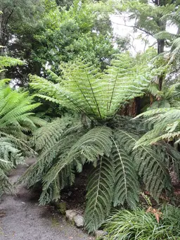 Cyathea dealbata (NZ Silver Fern)