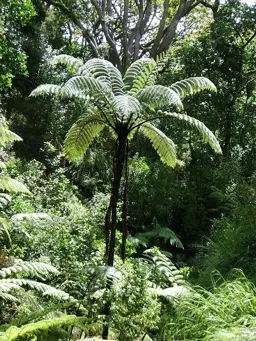 Cyathea medullaris (Black Tree Fern)