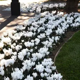 Cyclamen 'Dreamscape'