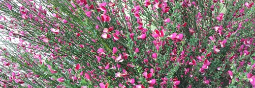 Cytisus Raspberry Ripple