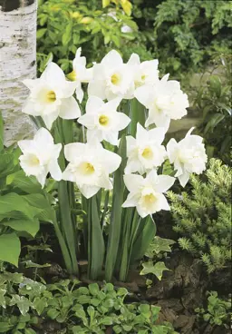 Daffodils 'White Dream'
