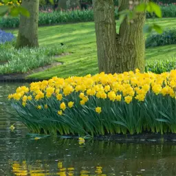 Daffodils 'Golden Ducat'