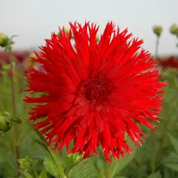 Dahlia 'Apache'