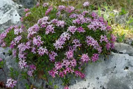 Daphne arbuscula