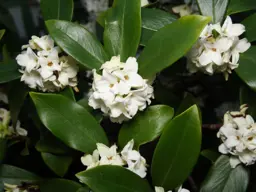 Daphne odora alba (Winter Daphne Alba)