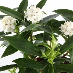 Daphne Perfume Princess White
