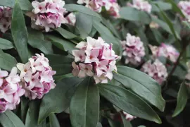 Daphne odora 'Leucanthe'