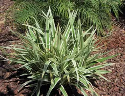 Dianella tasmanica variegata