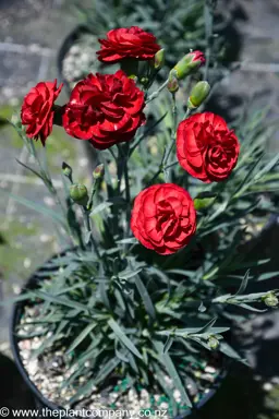 Dianthus Passion
