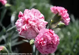 Dianthus Pinball Wizard