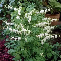 Dicentra spectabilis 'Alba' (Bleeding Heart)