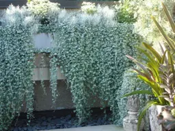 Dichondra argentea 'Silver Falls'