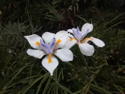 Dietes grandiflora (Fairy Iris)