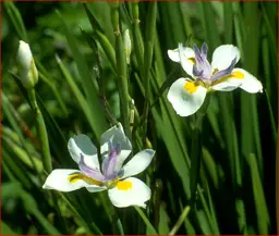 Dietes iridioides (African Iris) flowers amidst dark green foliage.