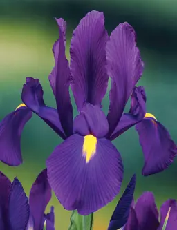 Iris 'Discovery Purple'