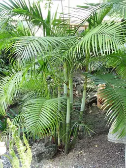 Dypsis baronii (Sugar Cane Palm)