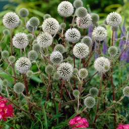 Echinops 'Arctic Glow'