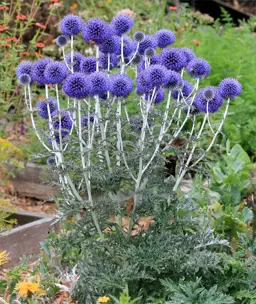 Echinops ritro