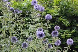 Echinops ritro 'Veitch’s Blue'