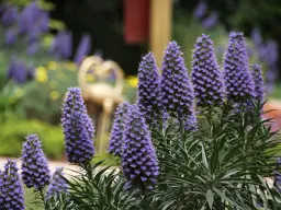 Echium fastuosum
