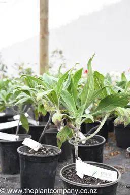 Echium fastuosum (Pride Of Madeira)