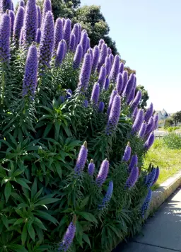 Echium fastuosum 'Pride of Madeira'