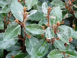 Elaeagnus x ebbingei