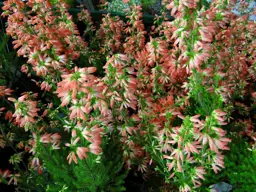 Erica 'Winter Fire' (South African Heather)