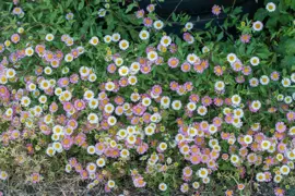 Erigeron karvinskianus