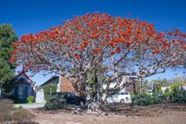 Erythrina caffra (Coast Coral Tree)