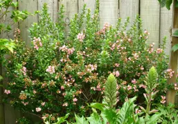 Escallonia 'Apple Blossom'