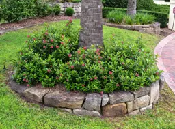 Escallonia Red Knight
