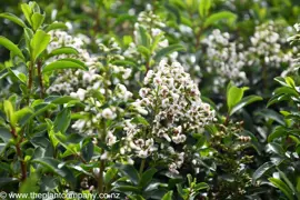 Escallonia 'White Knight'