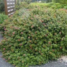 Escallonia Red Dream