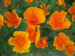 Eschscholzia californica