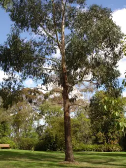 Eucalyptus ovata (Swamp Gum)