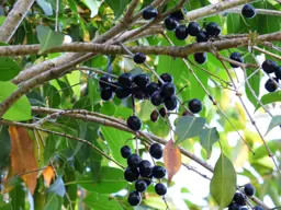 Eugenia jambolana (Java Plum)