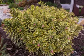 Euphorbia Ascot Rainbow