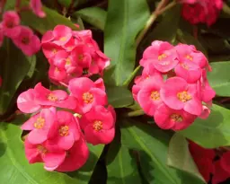 Euphorbia Lipstick