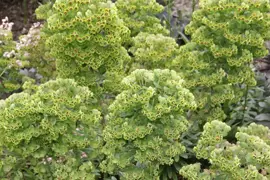 Euphorbia martinii