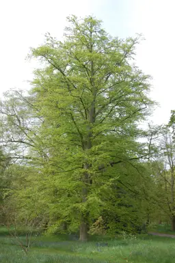 Fagus sylvatica (European Beech)