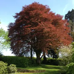 Fagus sylvatica 'Purpurea' (European Beech)