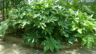 Fatsia japonica (Japanese Aralia)