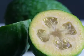 Feijoa Apollo