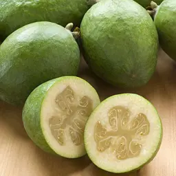 Feijoa Opal Star