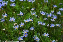 Felicia amelloides