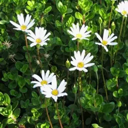 Felicia 'White Star'