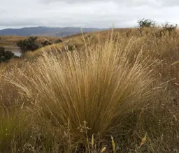 Festuca novae-zelandiae (Native Fescue)