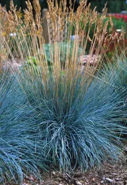 Festuca actae 'Banks Peninsula Blue'